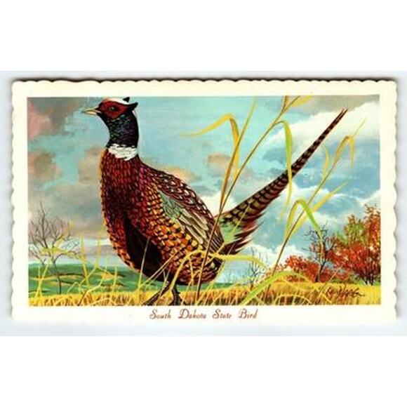 South Dakota State Bird Chinese Ringneck Pheasant Ken Haag 1966 - Picture 1 of 2